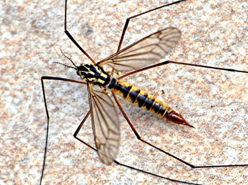 Réf. 83 386 : Nephrotoma appendiculata