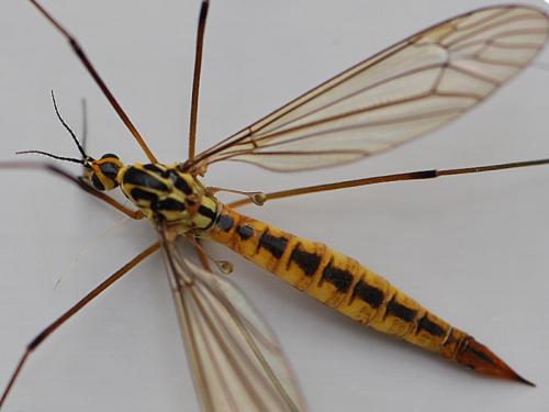 Réf. 83 342 : Nephrotoma submaculosa