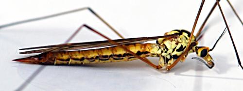 Nephrotoma submaculosa