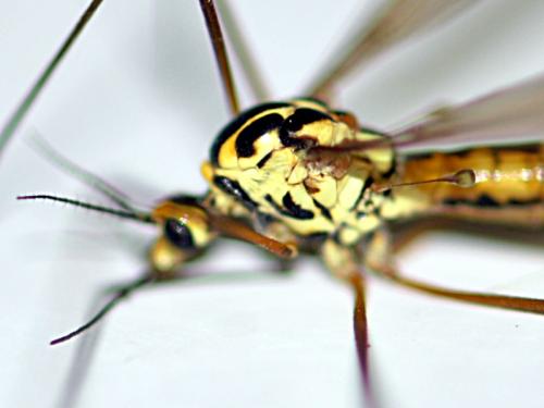 Nephrotoma submaculosa