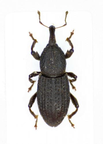 Mitoplinthus caliginosus caliginosus