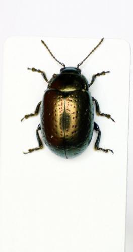 Chrysolina hyperici