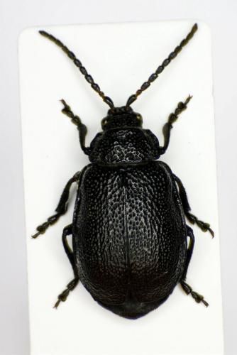 Réf. 83 943 : Galeruca tanaceti