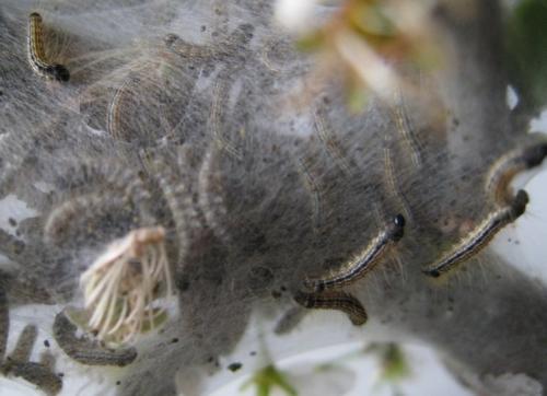 Malacosoma neustria