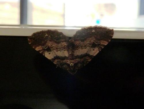 Réf. 83 118 : Earophila badiata