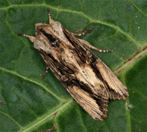 Réf. 83 272 : Egira conspicillaris