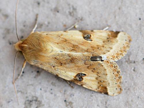 Réf. 83 003 : Heliothis peltigera
