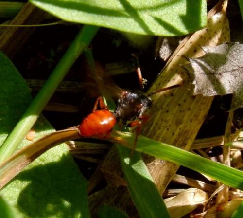 Réf. 83 855 : Nomada (fabriciana-femoralis)