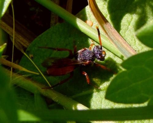Nomada (fabriciana-femoralis)