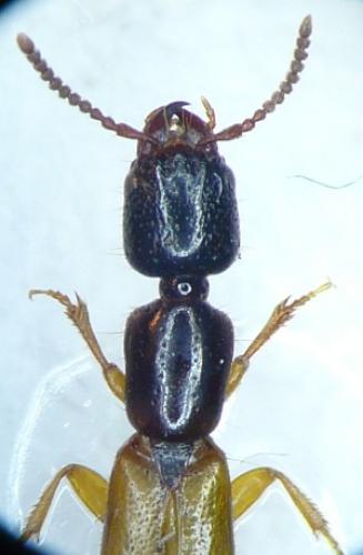Nudobius lentus