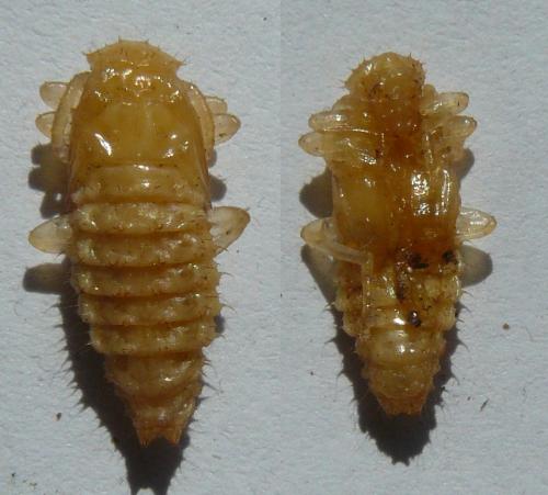 Pyrochroa sp.