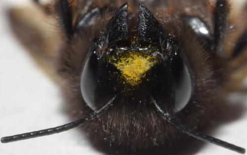 Osmia cornuta