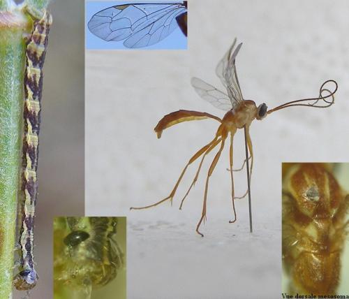 Netelia virgata