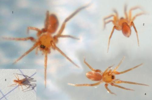 Oonops sp.