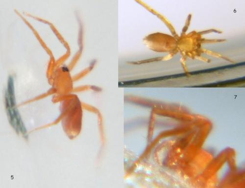 Oonops sp.