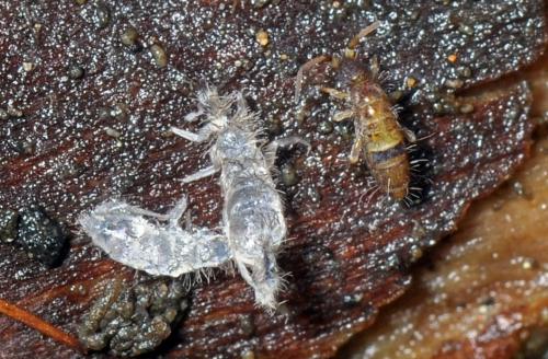 Orchesella cincta