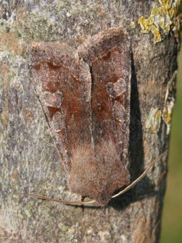 Réf. 83 006 : Orthosia incerta