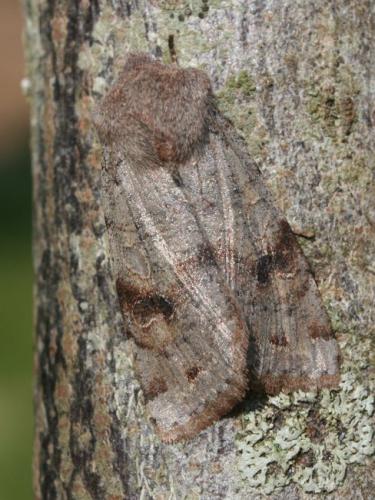 Réf. 83 005 : Orthosia incerta