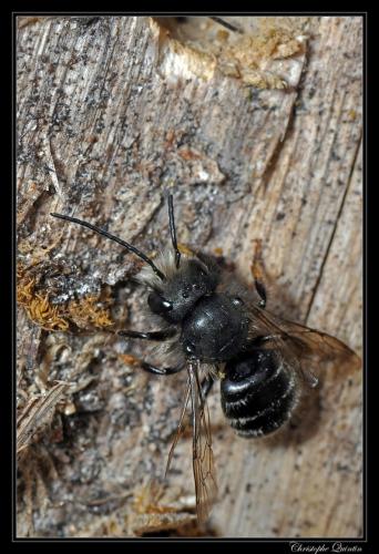 Réf. 83 184 : Osmia sp.