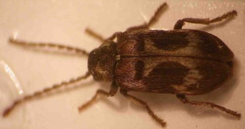 Ptinomorphus regalis