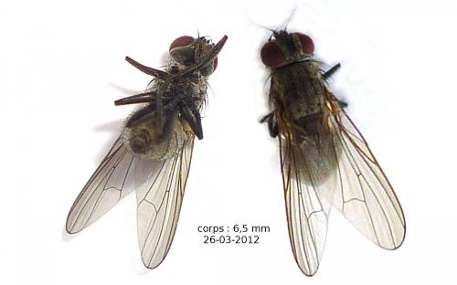 Réf. 83 826 : Fannia sp.