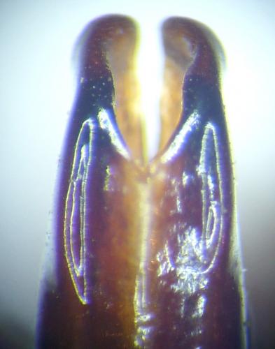 Réf. 83 052 : Eudicella cornuta