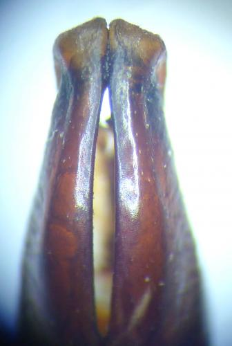 Pseudinca fischeri