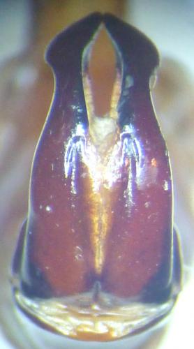 Eudicella daphnis daphnis