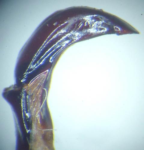 Eudicella daphnis daphnis