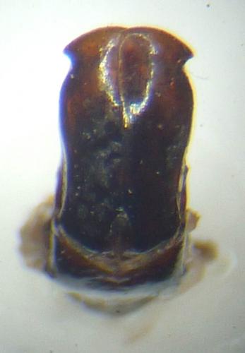 Aphelinis xanthosternon