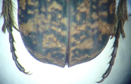 Aphelinis xanthosternon