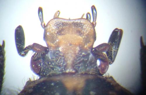 Aphelinis xanthosternon