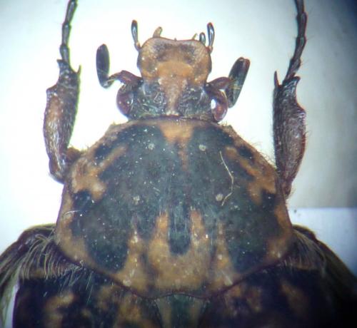 Aphelinis xanthosternon