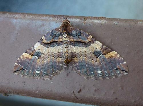 Earophila badiata