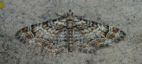 Gymnoscelis rufifasciata