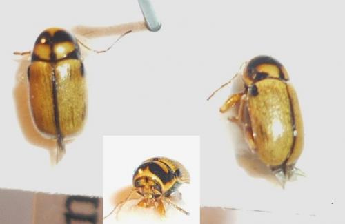 Cryptocephalus mariae
