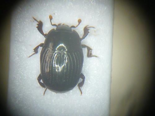 Réf. 83 343 : Carcinops pumilio