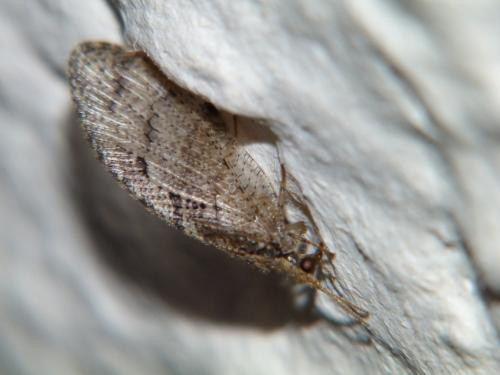 Réf. 83 377 : Wesmaelius sp.