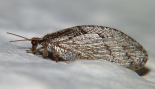 Wesmaelius sp.