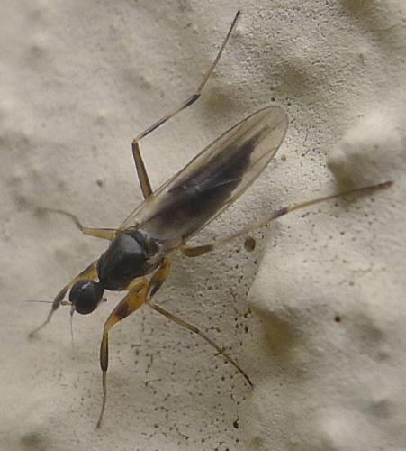 Réf. 83 459 : Tachypeza sp.