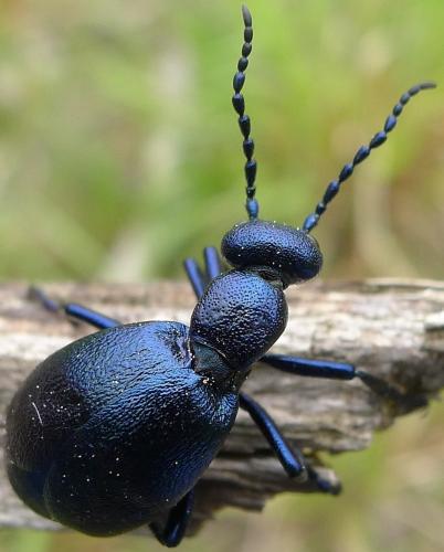 Réf. 83 831 : Meloe violaceus