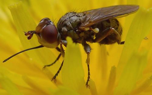 Zodion cinereum