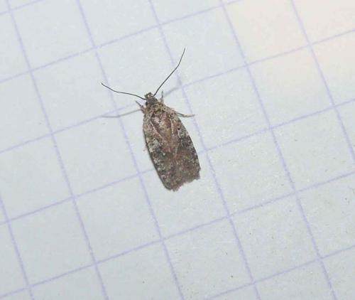 Réf. 83 106 : Agonopterix purpurea