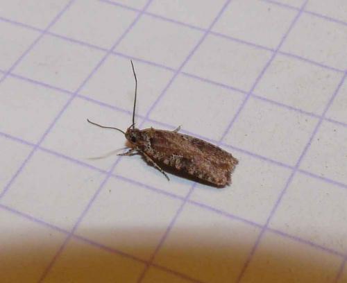 Réf. 83 105 : Agonopterix purpurea