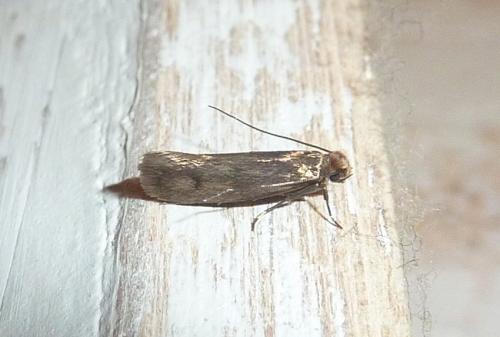 Tinea pellionella