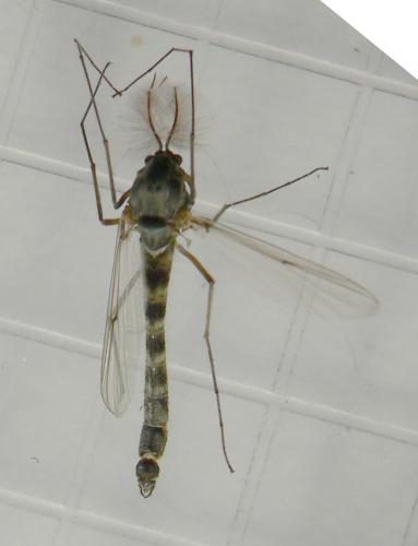 Chironomus sp.