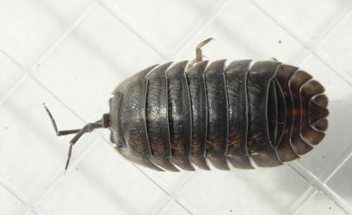 Réf. 83 133 : Armadillidium nasatum