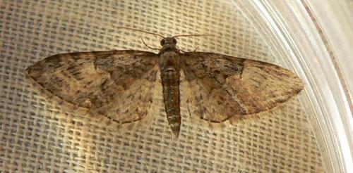 Réf. 83 332 : Eupithecia abbreviata