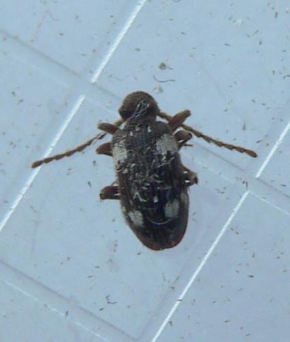 Réf. 83 618 : Ptinus sexpunctatus