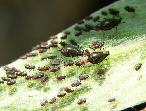 Acaudinum sp.